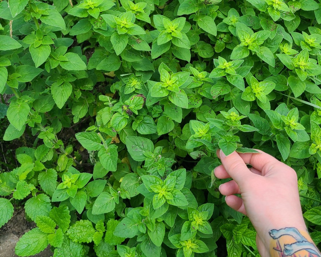 Nicole's white hand and tattooed arm in front of a bunch of oregano for scale.